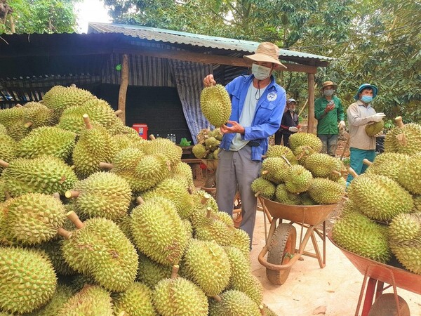 Chuyên cung cấp sầu riêng số lượng lớn