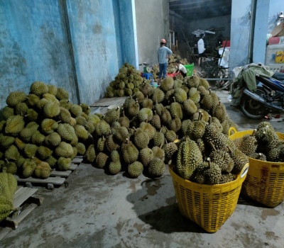 vựa chuyên sỉ sầu riêng