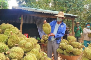 Bật mí địa chỉ nhà vườn sầu riêng uy tín được nhiều khách hàng tin tưởng