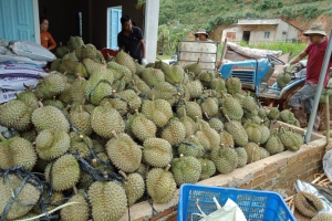Đặt mua trái cây giá sỉ tphcm ở đâu đảm bảo nguồn gốc?