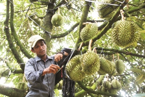 LỘC NAM FARM - CUNG CẤP SẦU RIÊNG HÁI TẬN VƯỜN